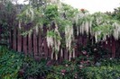 Wisteria_white