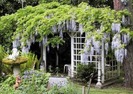 wisteria-pergola-21