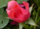 P1060894