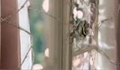 Avril Lavigne - Wild Rose 0156