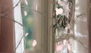 Avril Lavigne - Wild Rose 0158