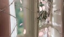 Avril Lavigne - Wild Rose 0159