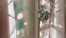 Avril Lavigne - Wild Rose 0183