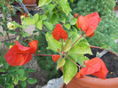 DSCN1350