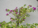 DSCN1363