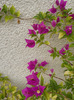 DSCN1365