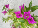 DSCN1366