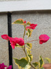 DSCN1367