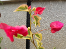 DSCN1368