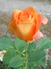 DSCN1375