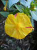 Mirabilis jalapa (2011, September 11)