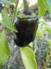 Bell Pepper Purple Flame (2011, Sep.11)