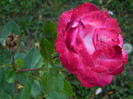 096