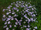 aster