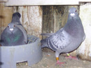 parintii -(0207233-2010 F)