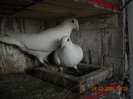 DSCN0113