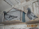 DSCN0299