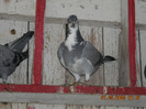 DSCN0332