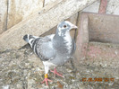 DSCN0333