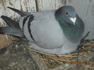 DSCN0347