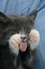 poze-animale-amuzante-pisici-limba