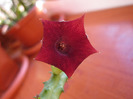 Huernia.keniensis (6)