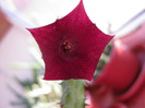 Huernia.keniensis (1)