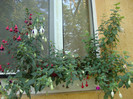 DSC09523