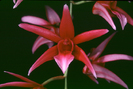 epigenium lyonii - orhidee1