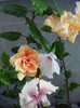 DSC00278