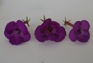 Violacea Semi Plena