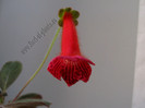 NEW - Kohleria Lena