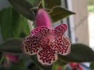 Kohleria GG Garnet Rose