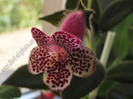 Kohleria GG Garnet Rose
