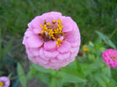 Zinnia elegans (2011, September 13)