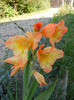 Orange Gladiolus (2011, September 13)