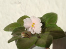 Rob`s Sarsparilla