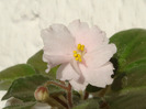 Rob`s Sarsparilla
