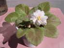 Rob`s Sarsparilla