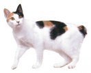 bobtail japoneza