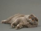 scottish fold