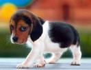 avatar caine beagle