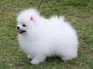 pomeranian pui