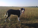 MOLDA