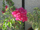 Picture 007