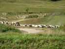 DSCF8836