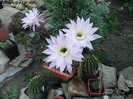 Echinopsis sp.