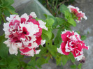 DSCN2024