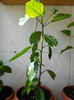 DSCN0129