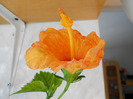 corai- jay's orange